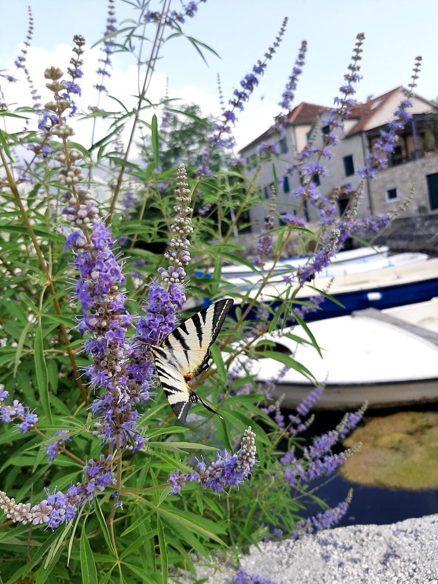 Blue Eye, Prcanj Kotor Bilik gambar